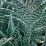 Aloe variegata .jpg